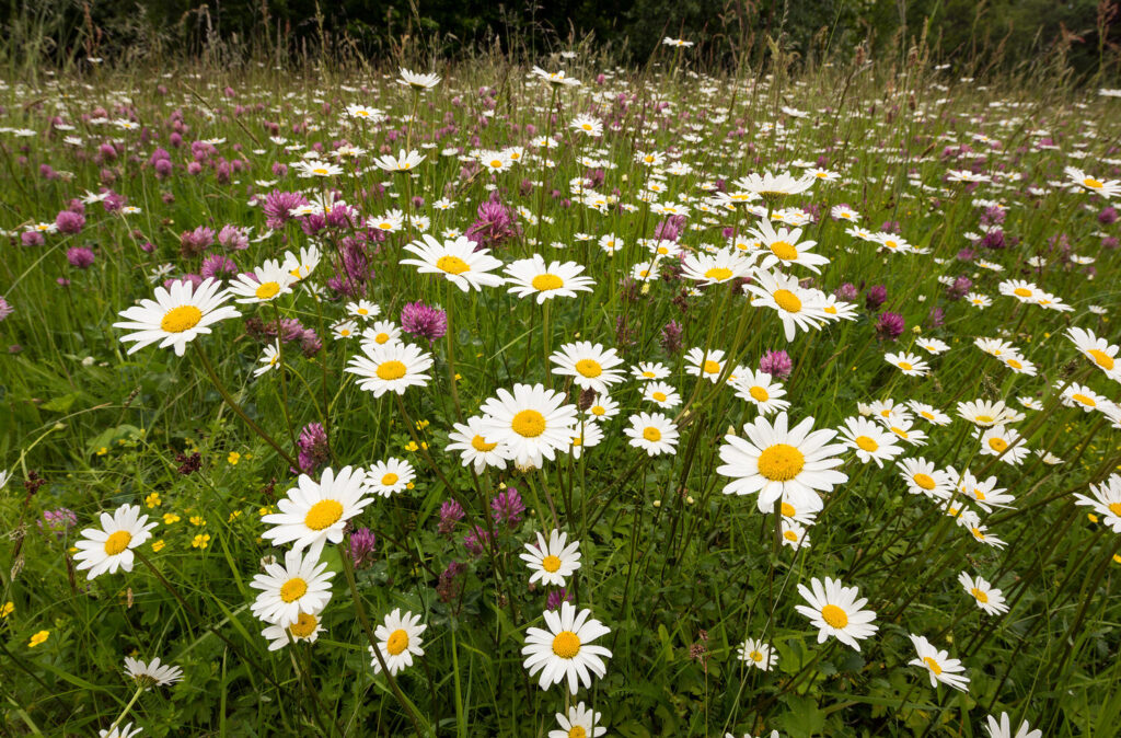 Blomstereng