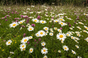 Blomstereng