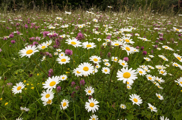 Blomstereng