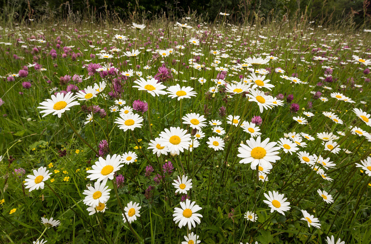 Blomstereng