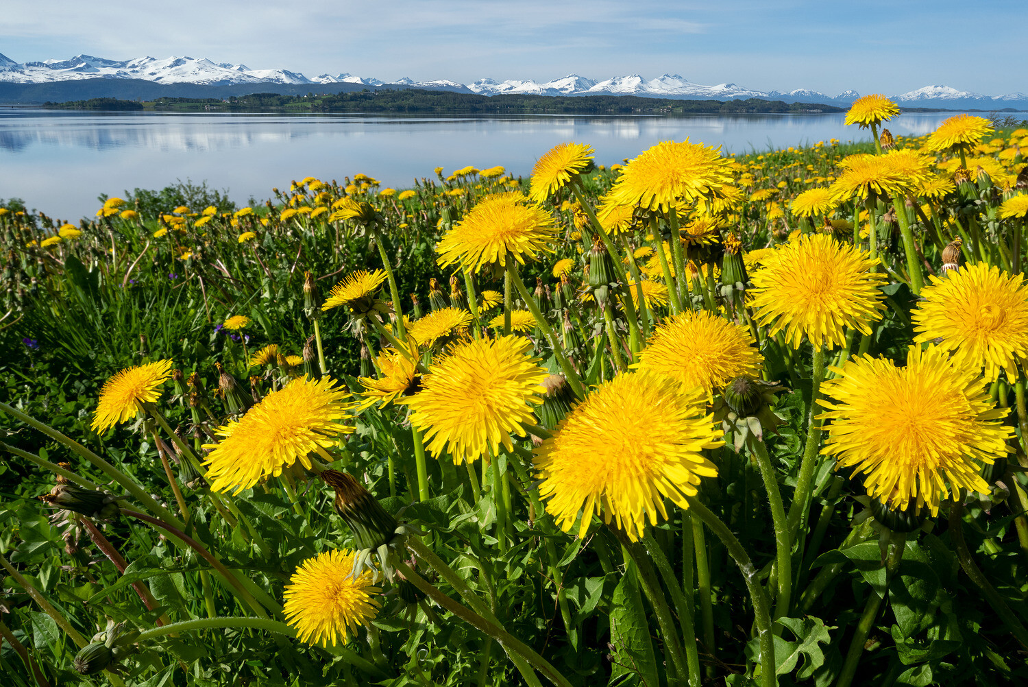 Fannefjorden