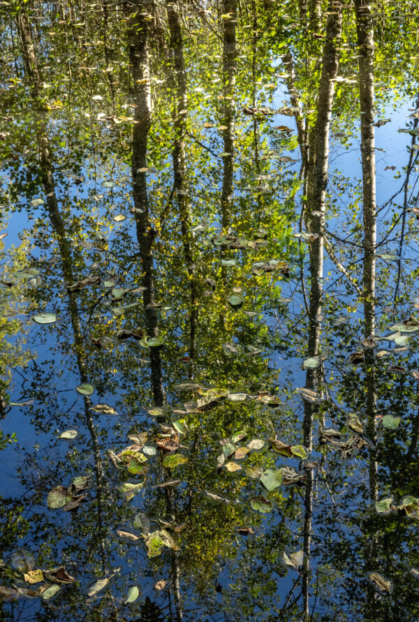 I oreskogen