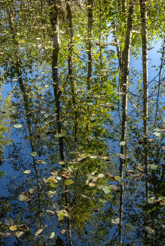 I oreskogen