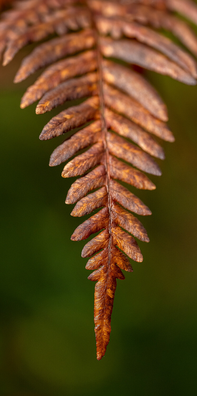 Melankoli
