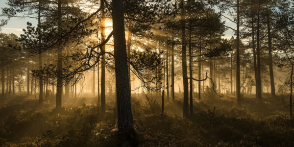 Morgenlys
