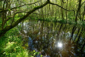 Regnskog