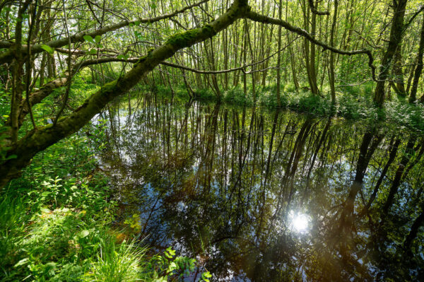 Regnskog