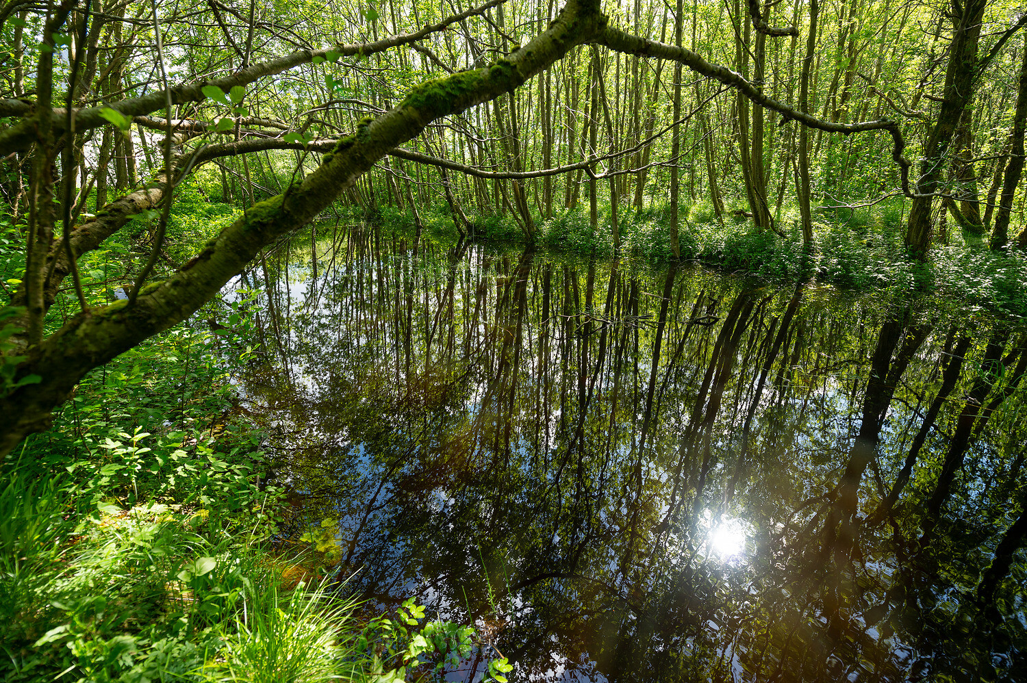Regnskog