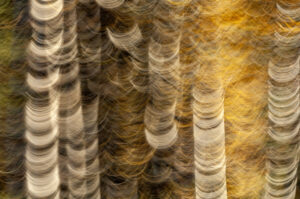 Rotasjon