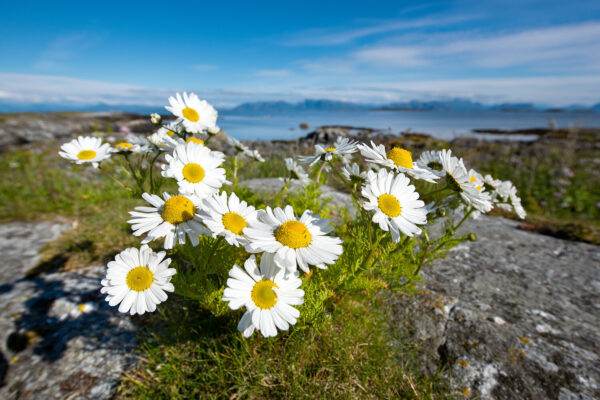 Strandbalderbrå