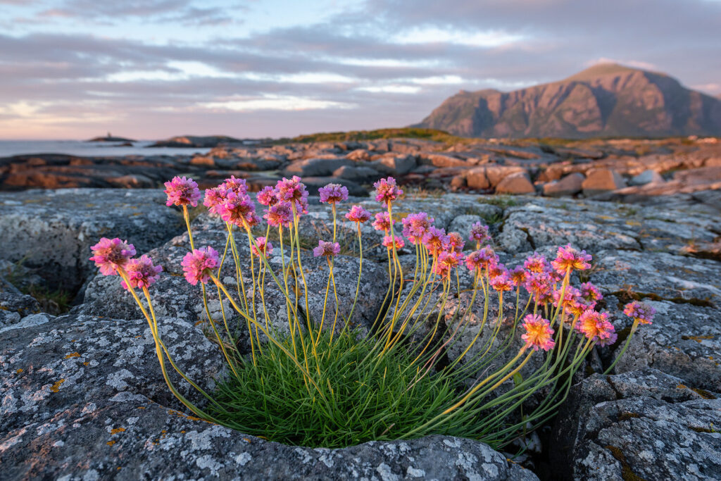 Strandnellik