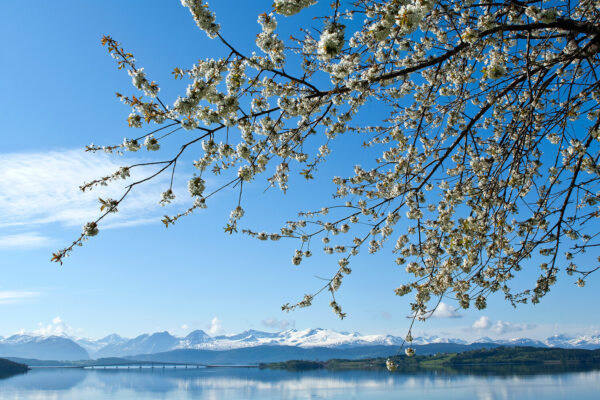 Vår ved Fannefjorden